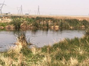 Wetland Assessment